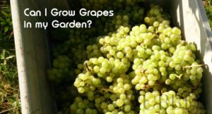 Can I grow grapes in my garden