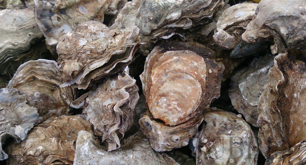 There are five main oyster species