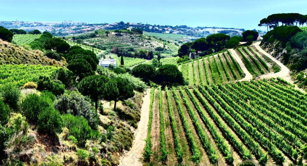 Cava Vineyard Alta Alella