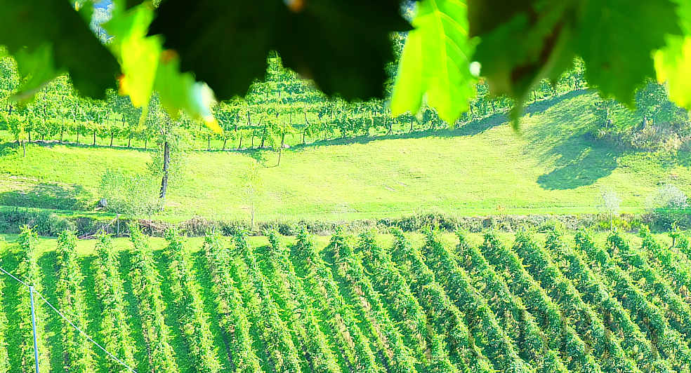 vineyard prosecco pat del colmel