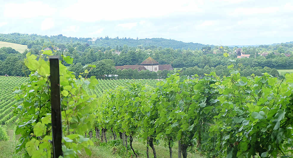 Denbies vineyard english sparkling wine vine