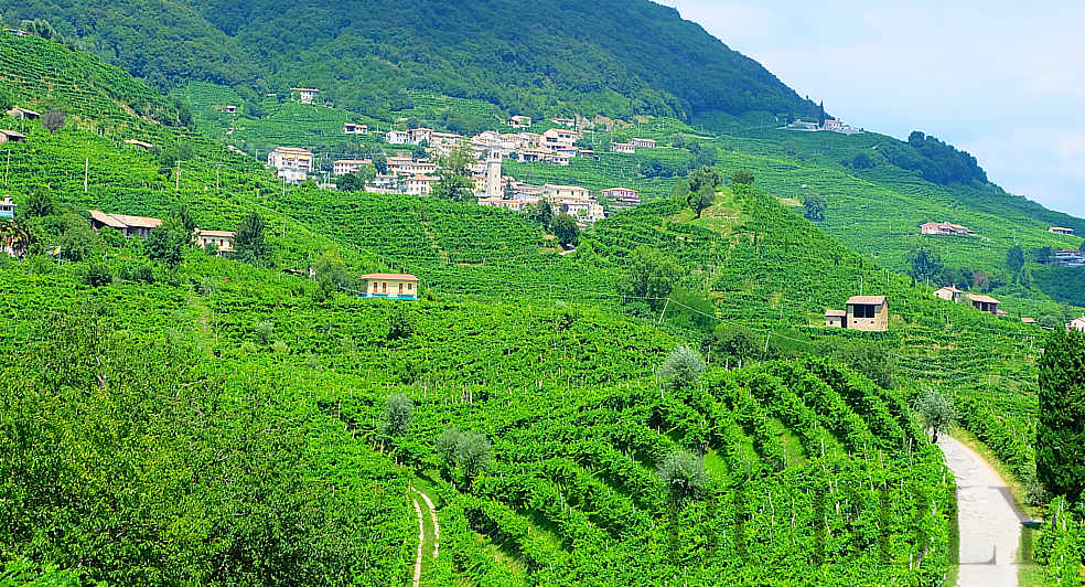 Prosecco DOCG vineyard italy