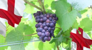 think fizz think english