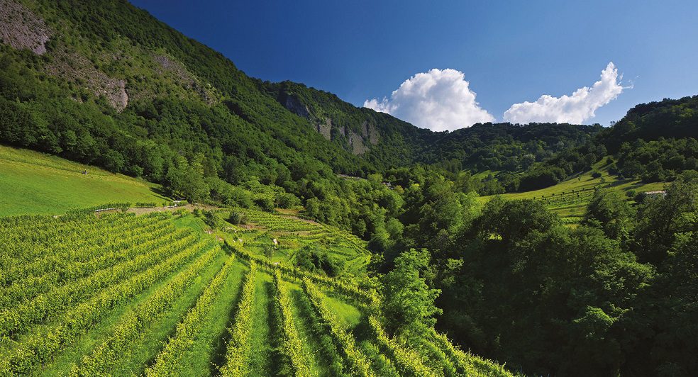 Vittorio Veneto Vinyeard Bottega