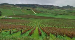 Vineyards of Sicily