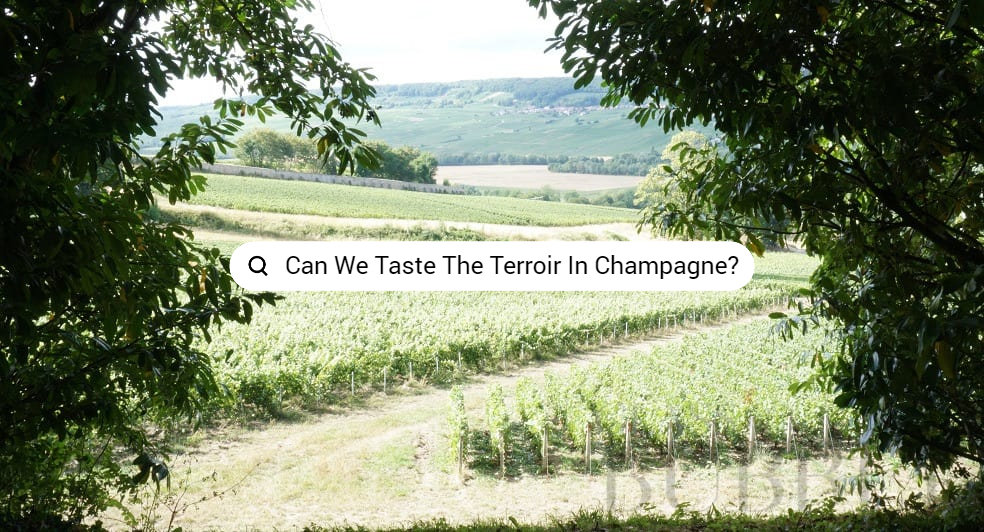 Can We Taste The Terroir In Champagne_