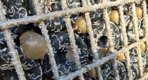 Sardinia Sardegna Sparkling Coral Wine